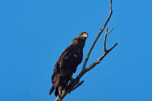 Haliaeetus albicilla