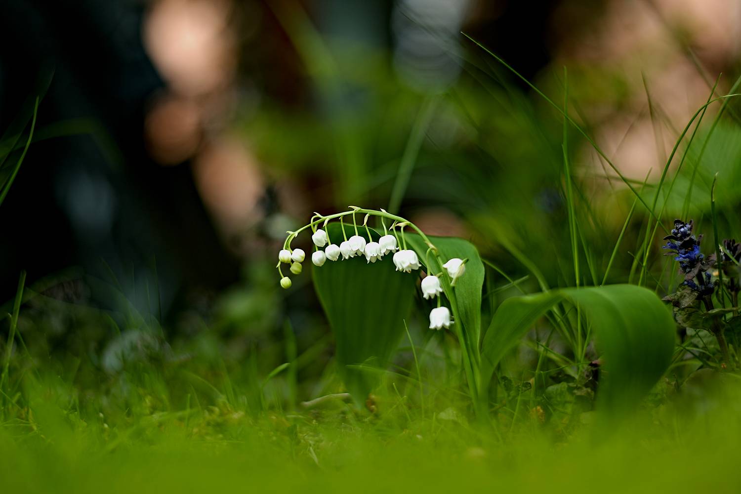 , Эдуард Колобошников