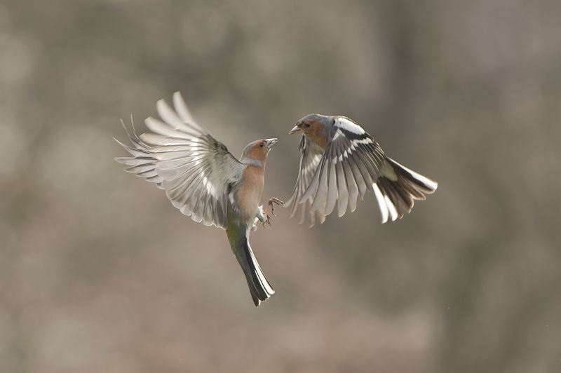 Зяблики фото превью