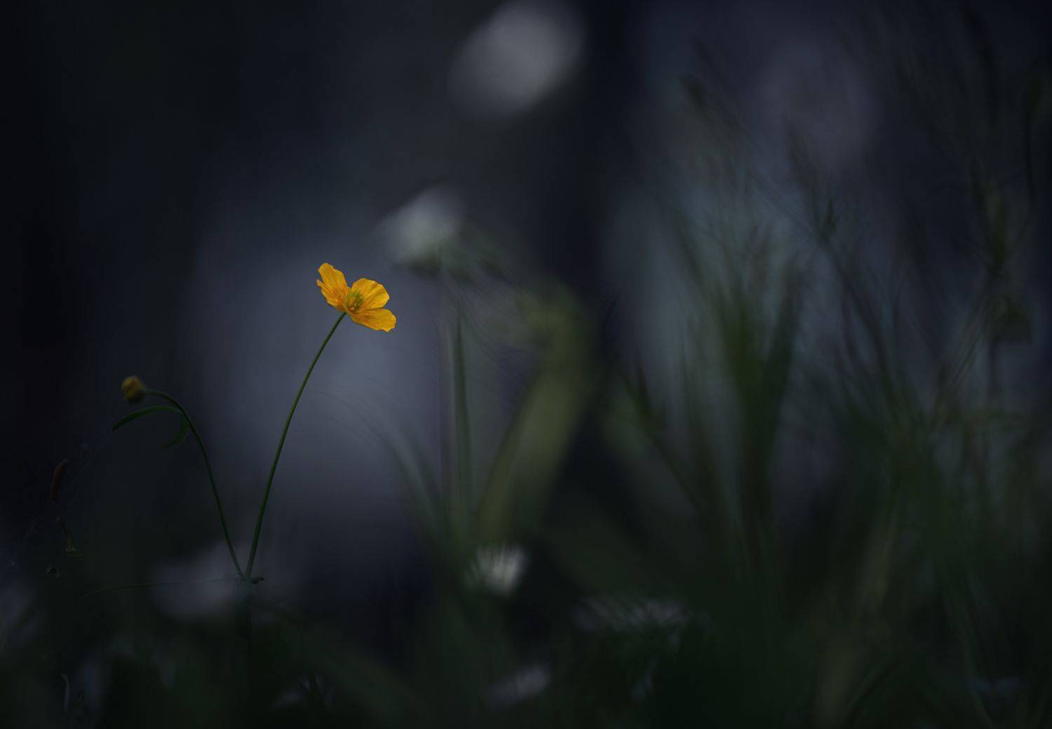 лес, свет, утро, природа, цветок, лютик, Баранов Олег