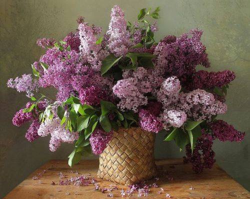 Цветёт сирень, так нежно и красиво...