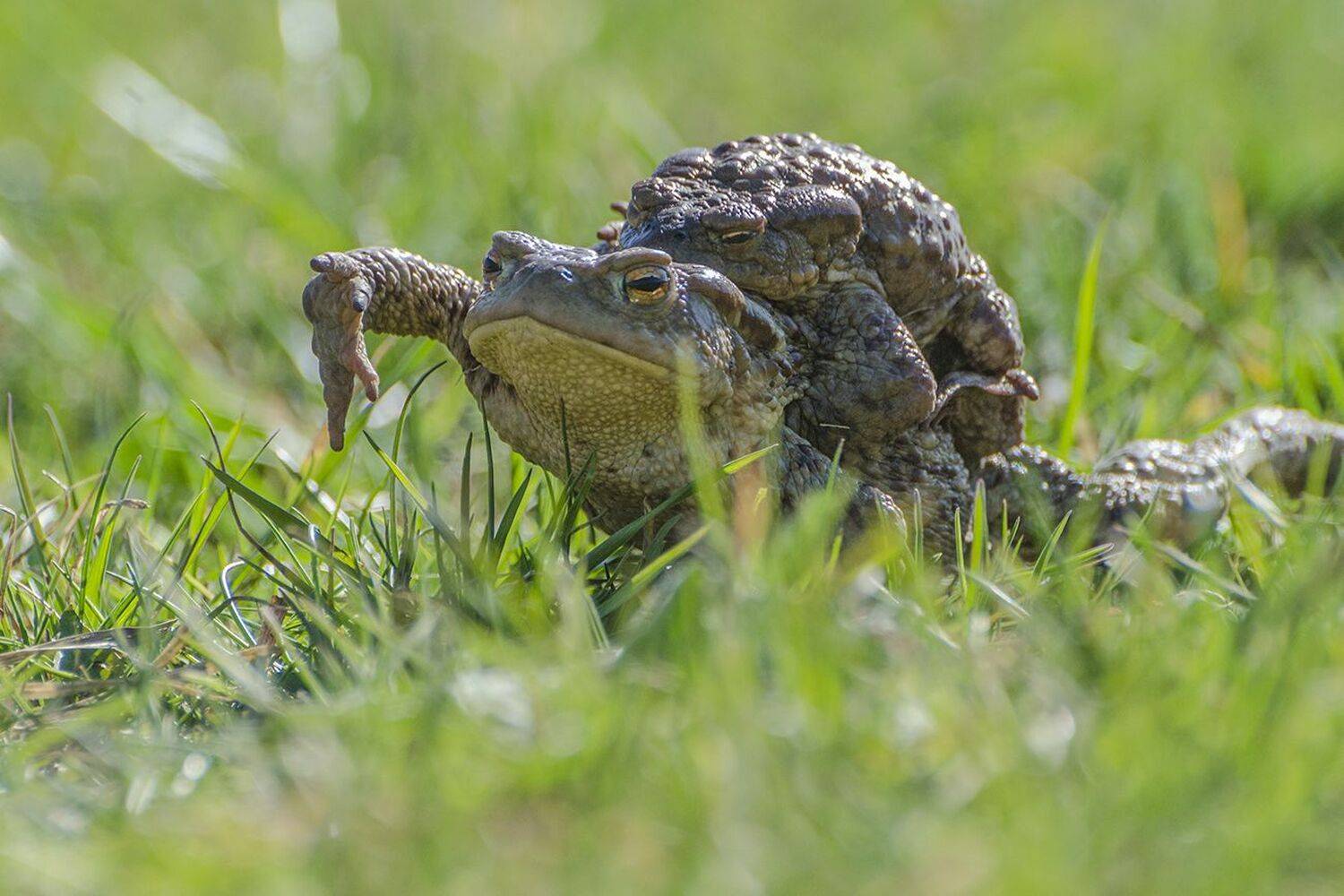 серые жабы, брачный сезон, Михаил Агеев