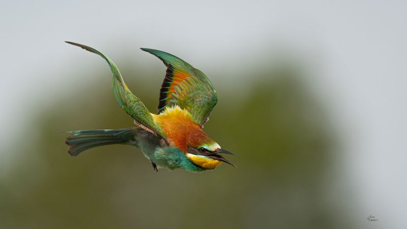 bee eater фото превью