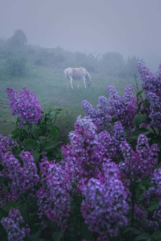 Сиреневый туман фото превью