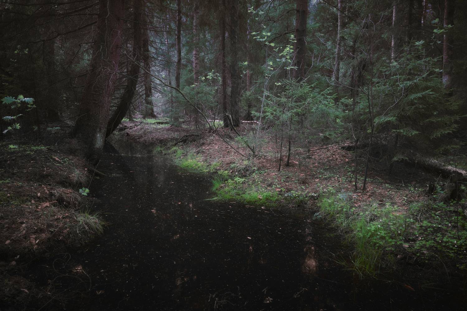 лес, весна, деревья, пейзаж, forest, woodland, trees, landscape, spring, Валерий Вождаев