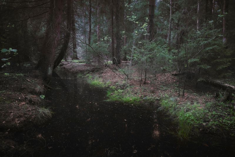 В весеннем лесу фото превью