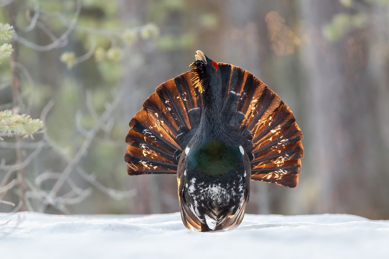 Глухарь. фото превью