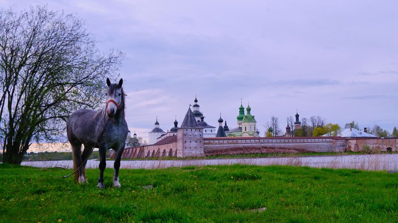 Серый в яблоках фото превью
