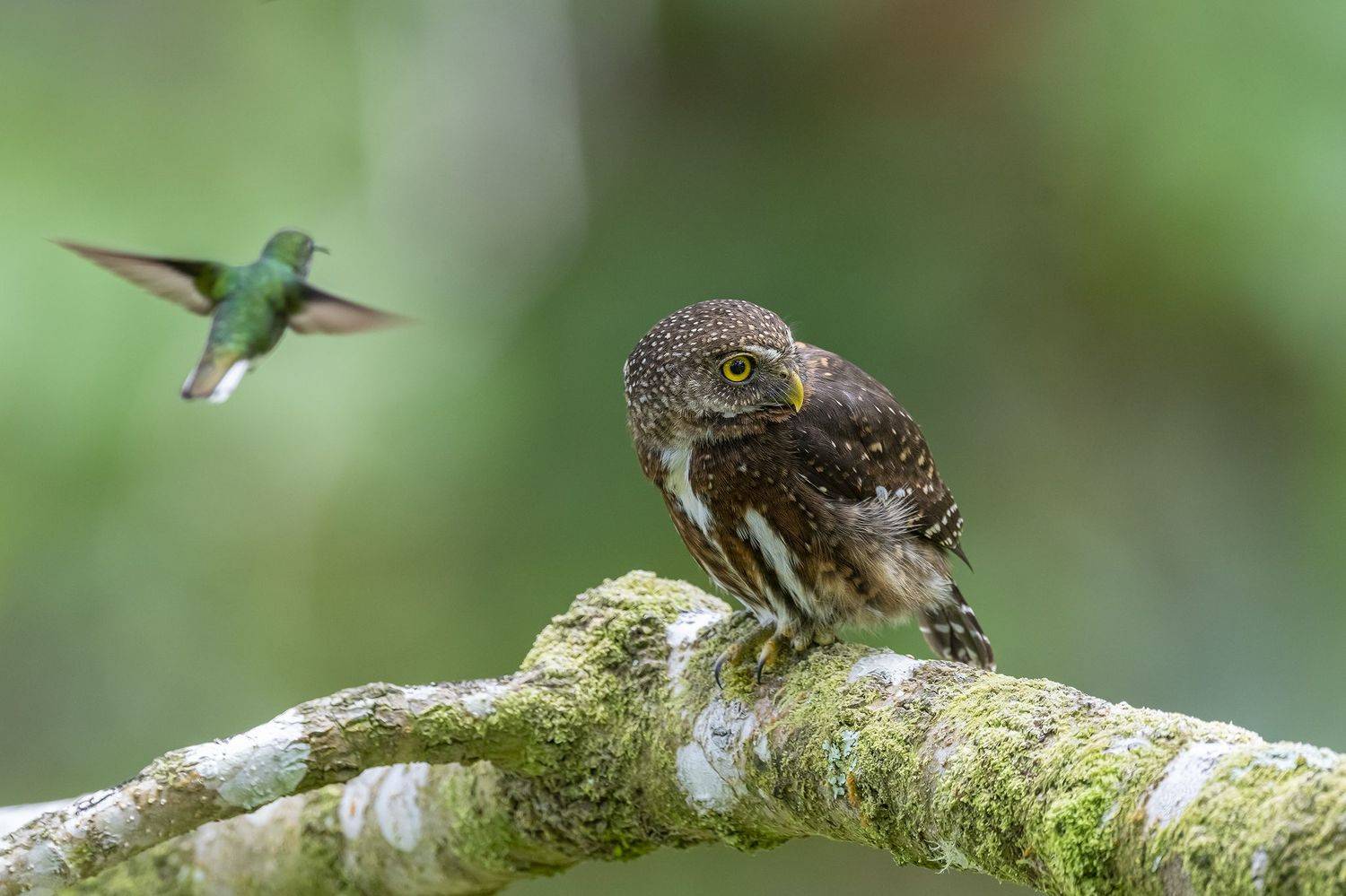 , Burgalin Sequeira Fernando