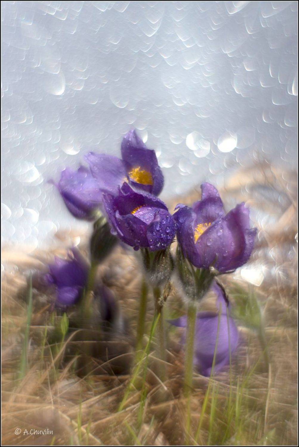 сон,трава, Александр Чувилин