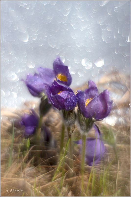 сон,трава Сон 2 фото превью