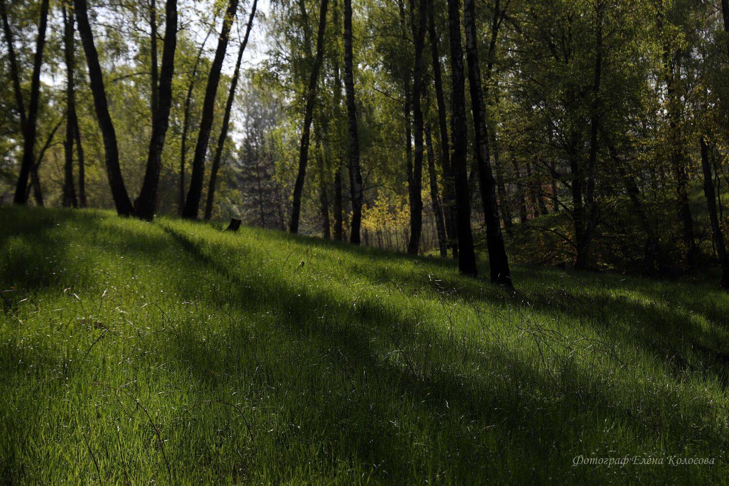 , Колосова Елена