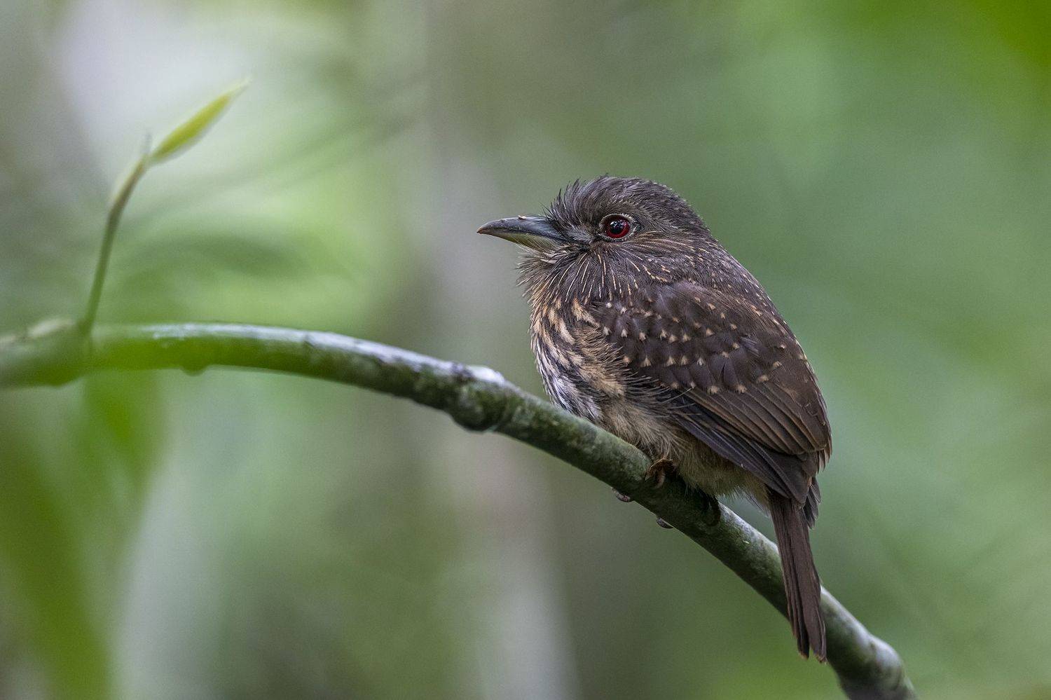 , Burgalin Sequeira Fernando