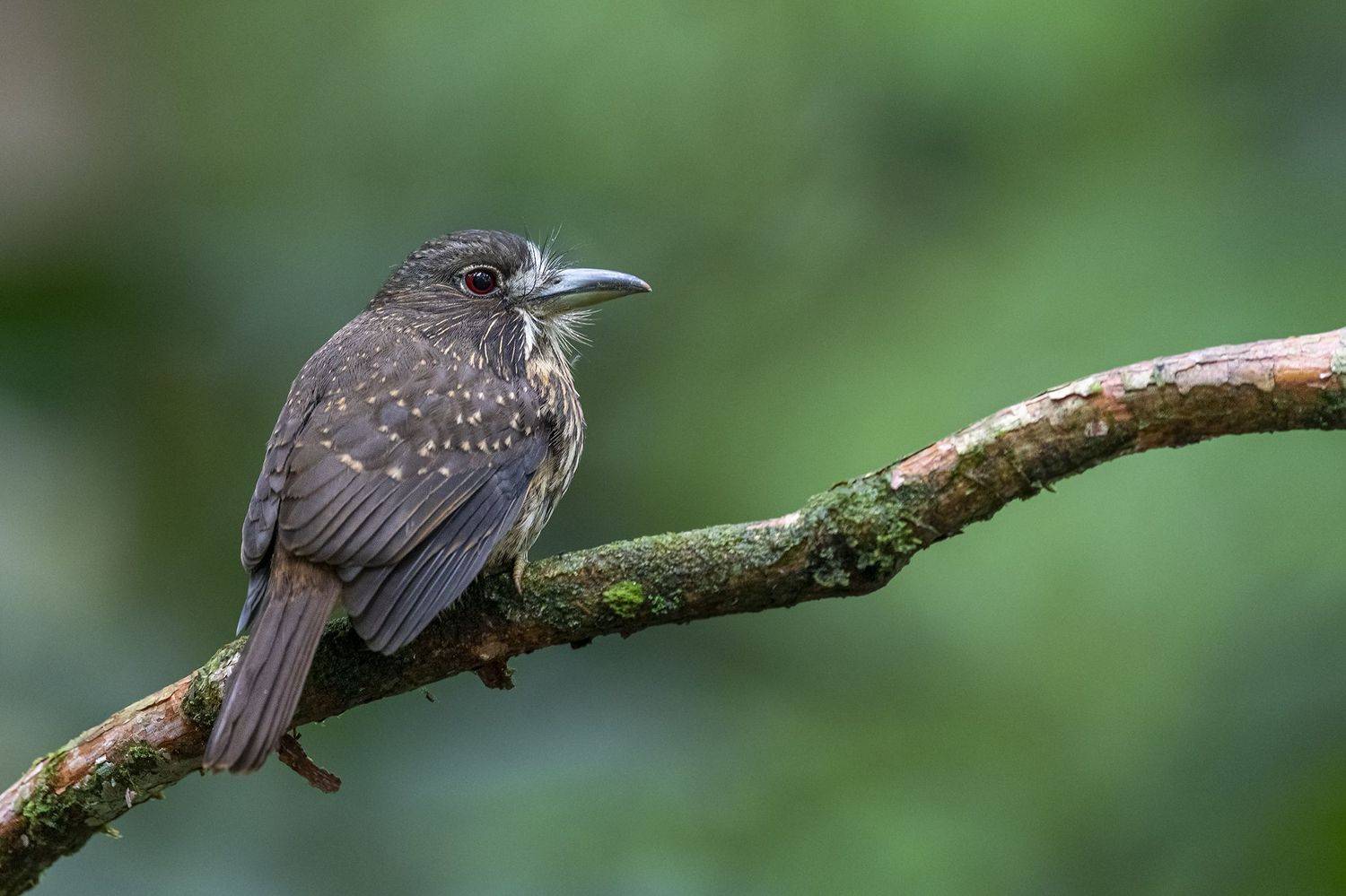 , Burgalin Sequeira Fernando