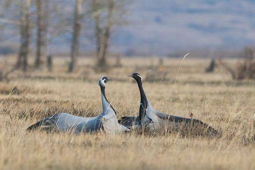 Журавлиные пляски