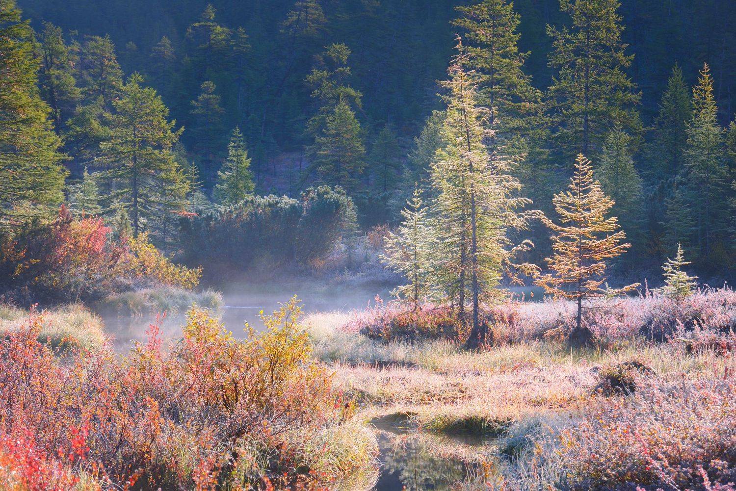 , Максим Евдокимов