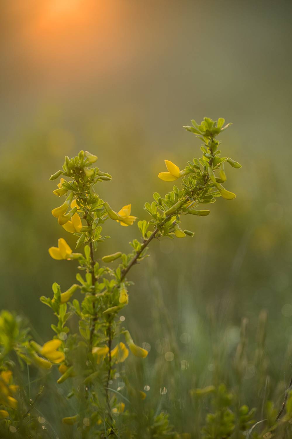 , Илья Михеев