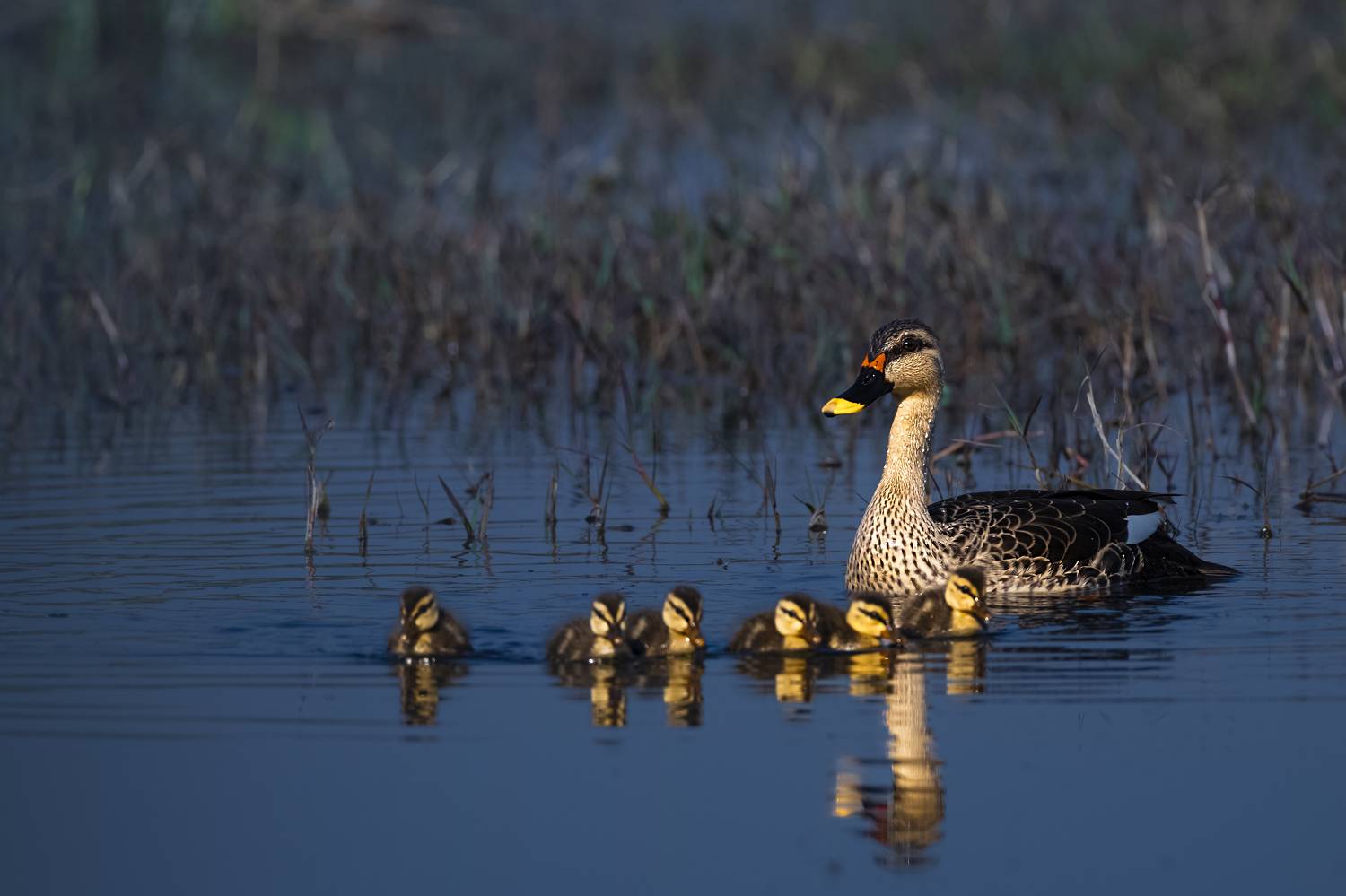 #birdphotography	 #birdsofinstagram	 #wildlifephotography	 #birds	 #naturephotography	 #bird	 #nature	 #wildlife	 #photography	 #birdwatching	 #natgeo	 #photooftheday	 #nikon	 #birding	 #naturelovers	 #canon	 #animals	 #birdlovers	 #travel	 #love	 #bestbi, Diganta Roy