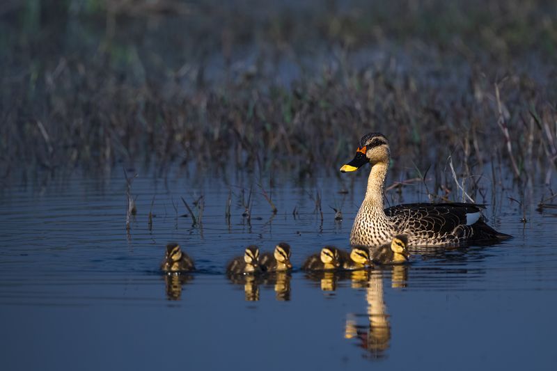 #birdphotography	 #birdsofinstagram	 #wildlifephotography	 #birds	 #naturephotography	 #bird	 #nature	 #wildlife	 #photography	 #birdwatching	 #natgeo	 #photooftheday	 #nikon	 #birding	 #naturelovers	 #canon	 #animals	 #birdlovers	 #travel	 #love	 #bestbi  фото превью