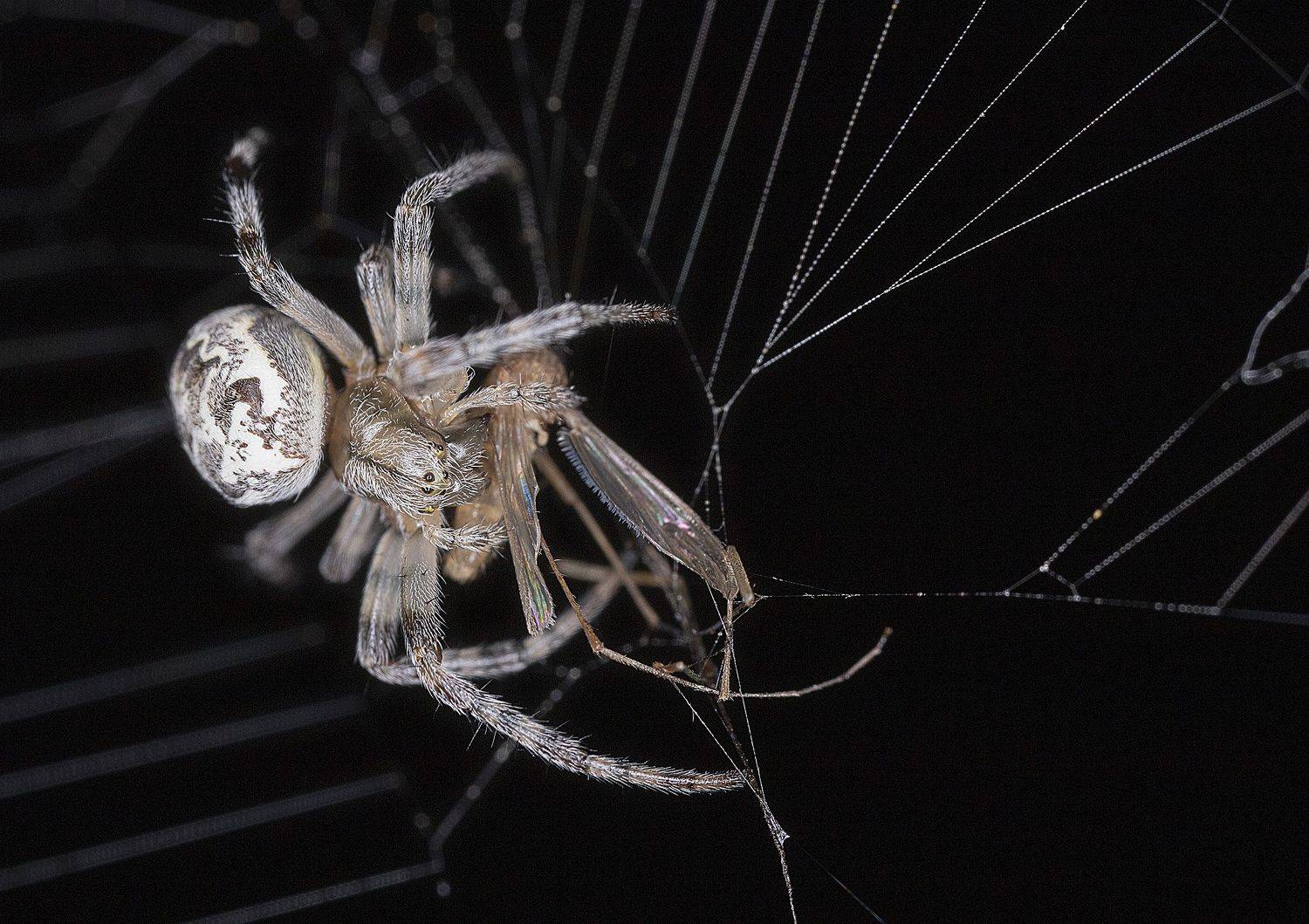 паук, жертва, комар, ночь, макро, Широких Александр