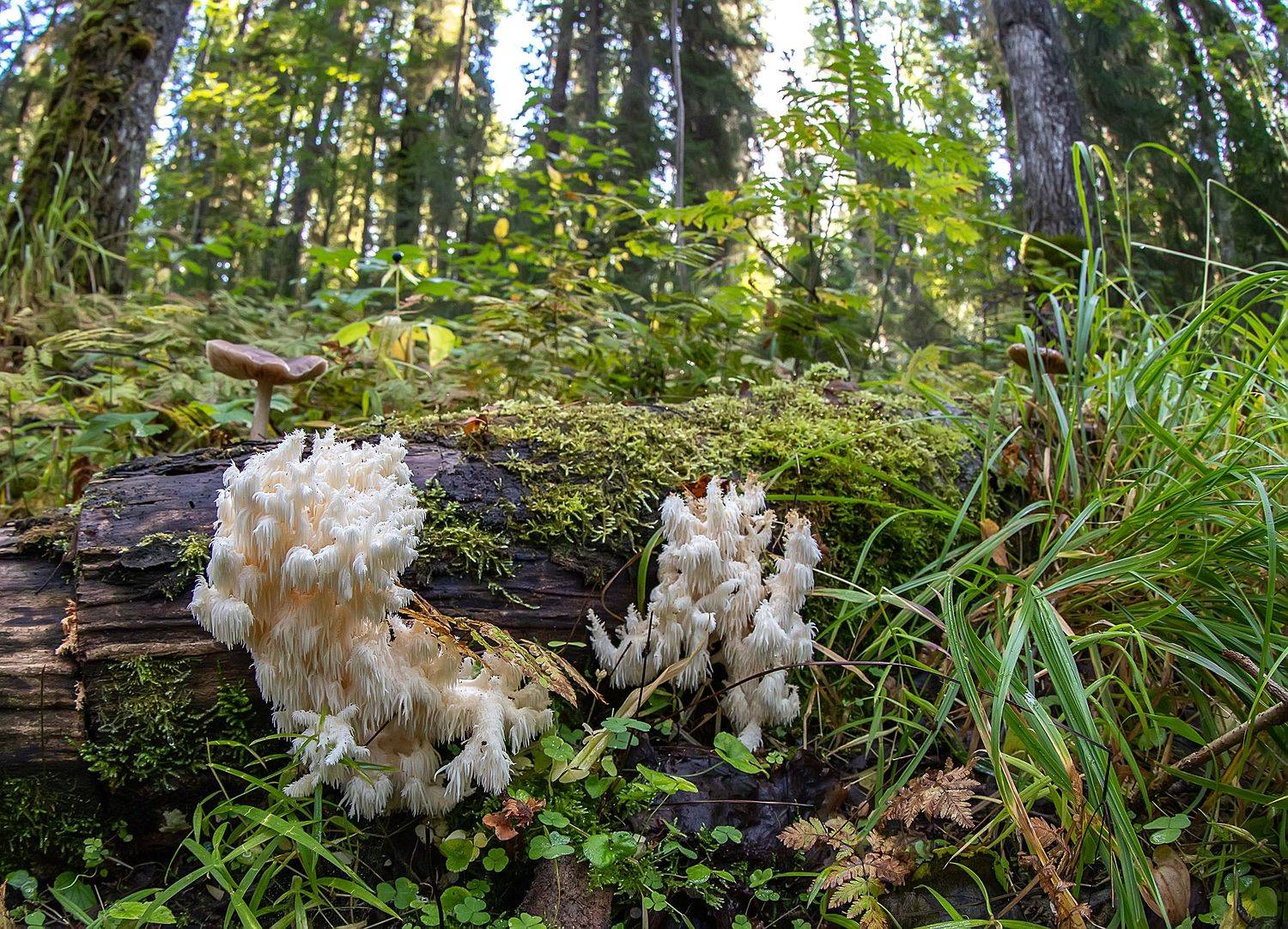грибы, ежовик коралловидный, красная книга, лес, Широких Александр