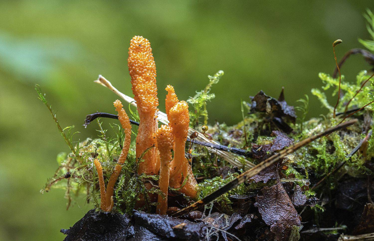 грибы, кордицепс военный, энтомотрофные грибы, лес, Широких Александр