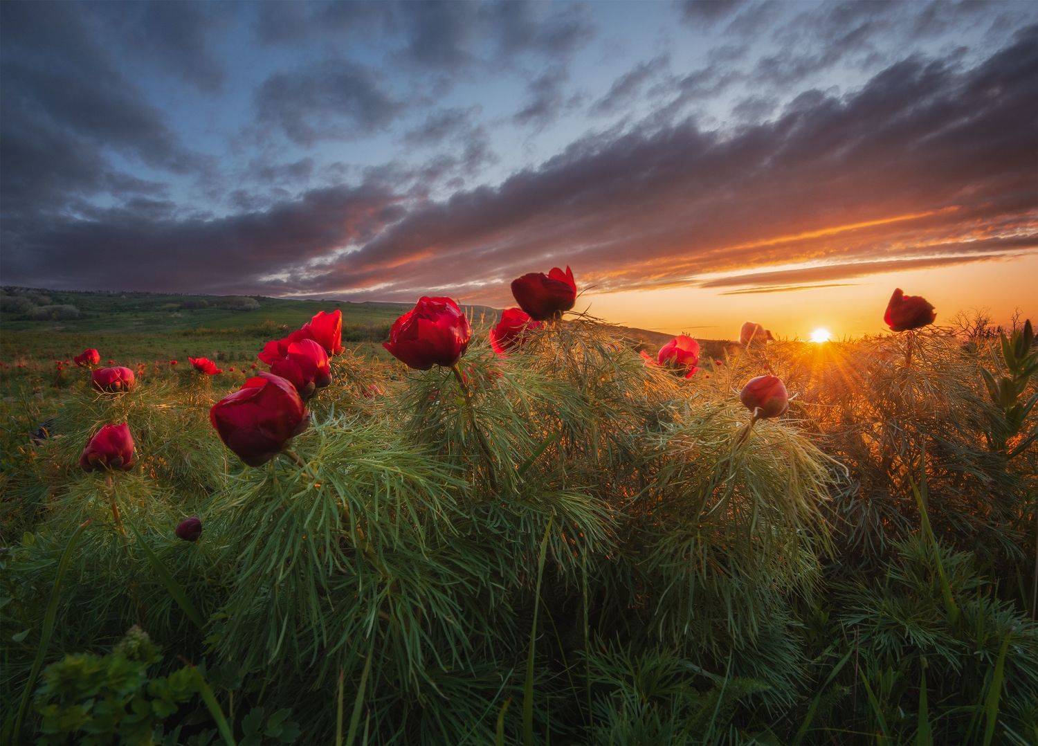 , Кахарова Наргиза