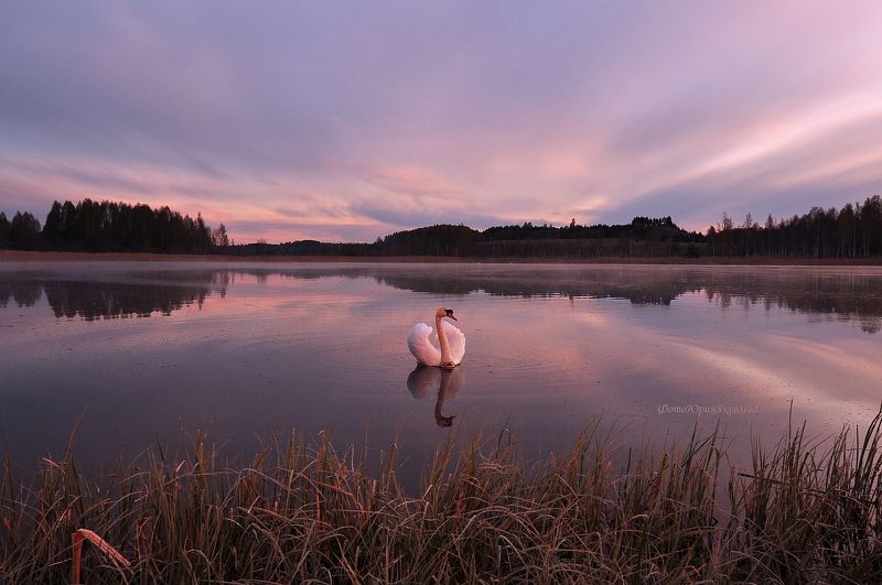 весна. россия.псков. лебеди. озеро.утро. май. природа.красота. фотоохота.  фото превью