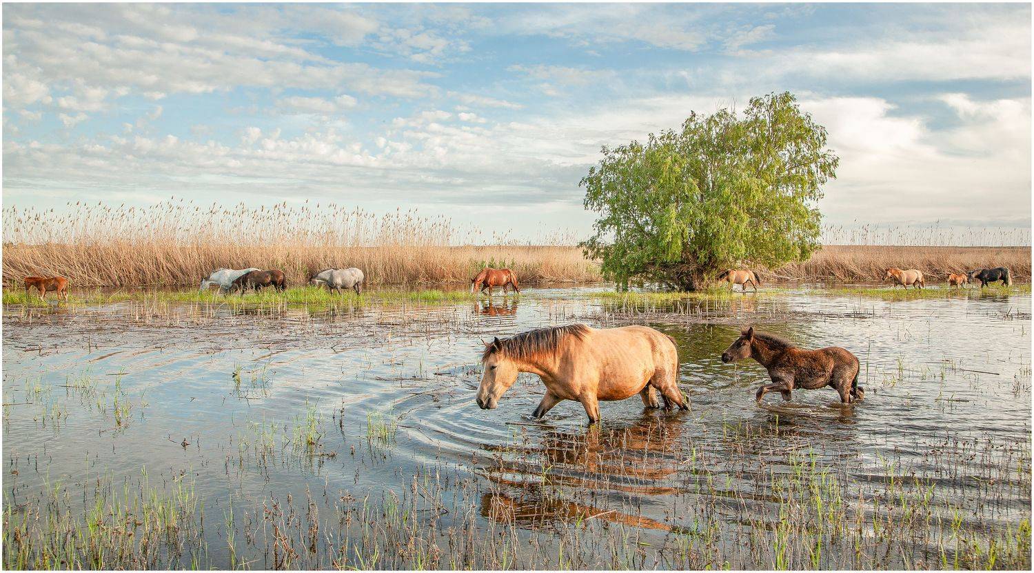 у, села, , камышово, Сергей цыбизов