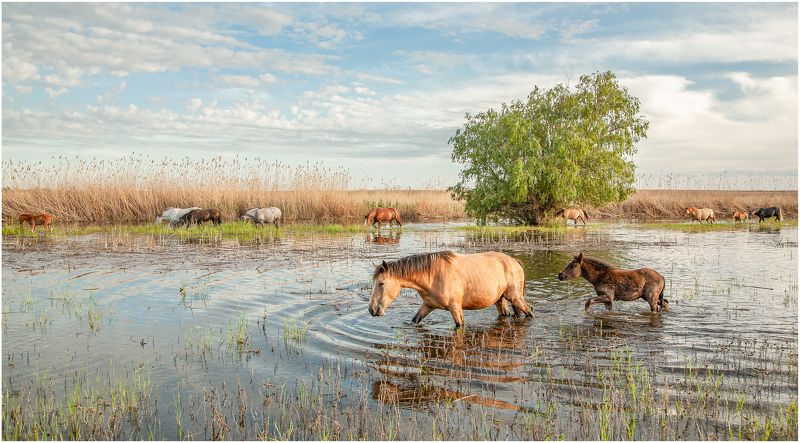 у, села, , камышово ХОДЯТ  КОНИ фото превью