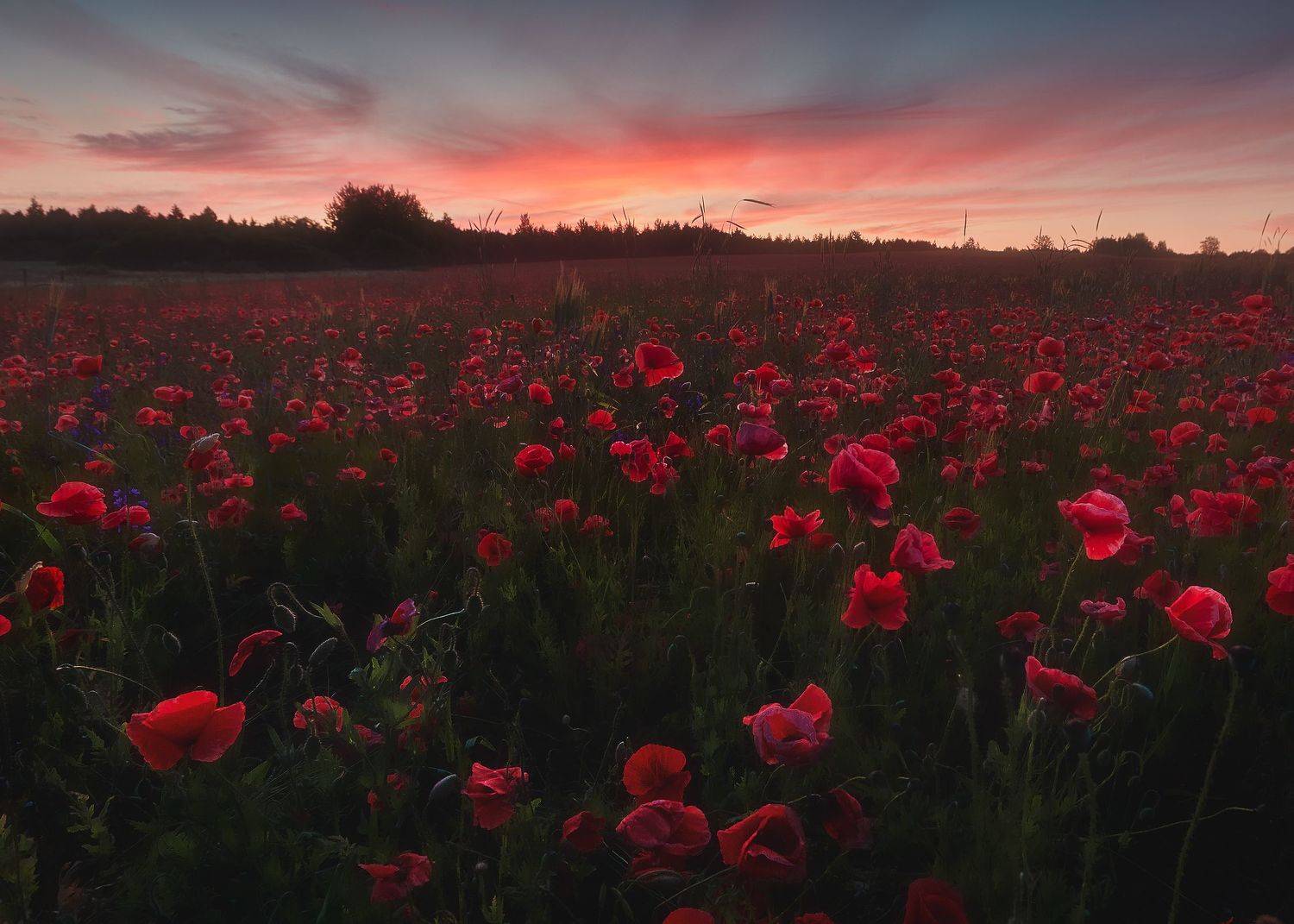 Маки, рассвет, Кононов Антон
