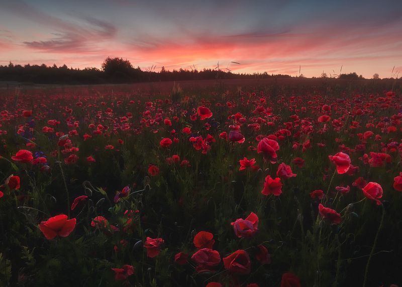 Маки, рассвет Маки фото превью
