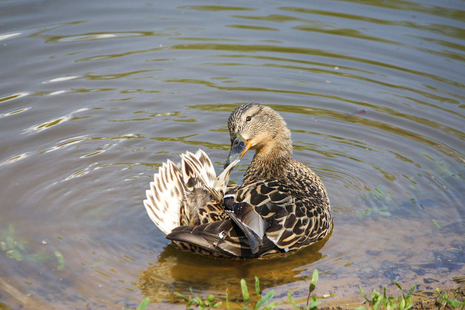 утка, КарОл