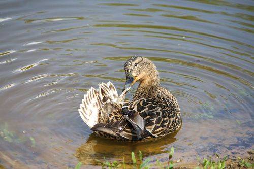 Перышко к перышку!