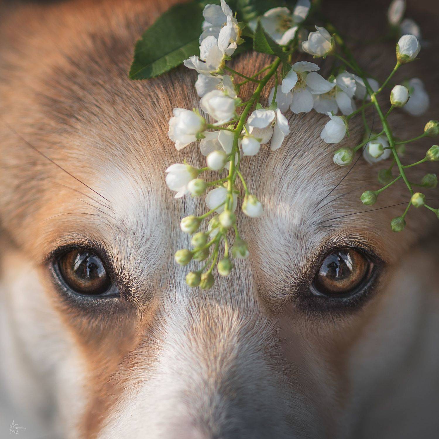 , Коптилина Галина