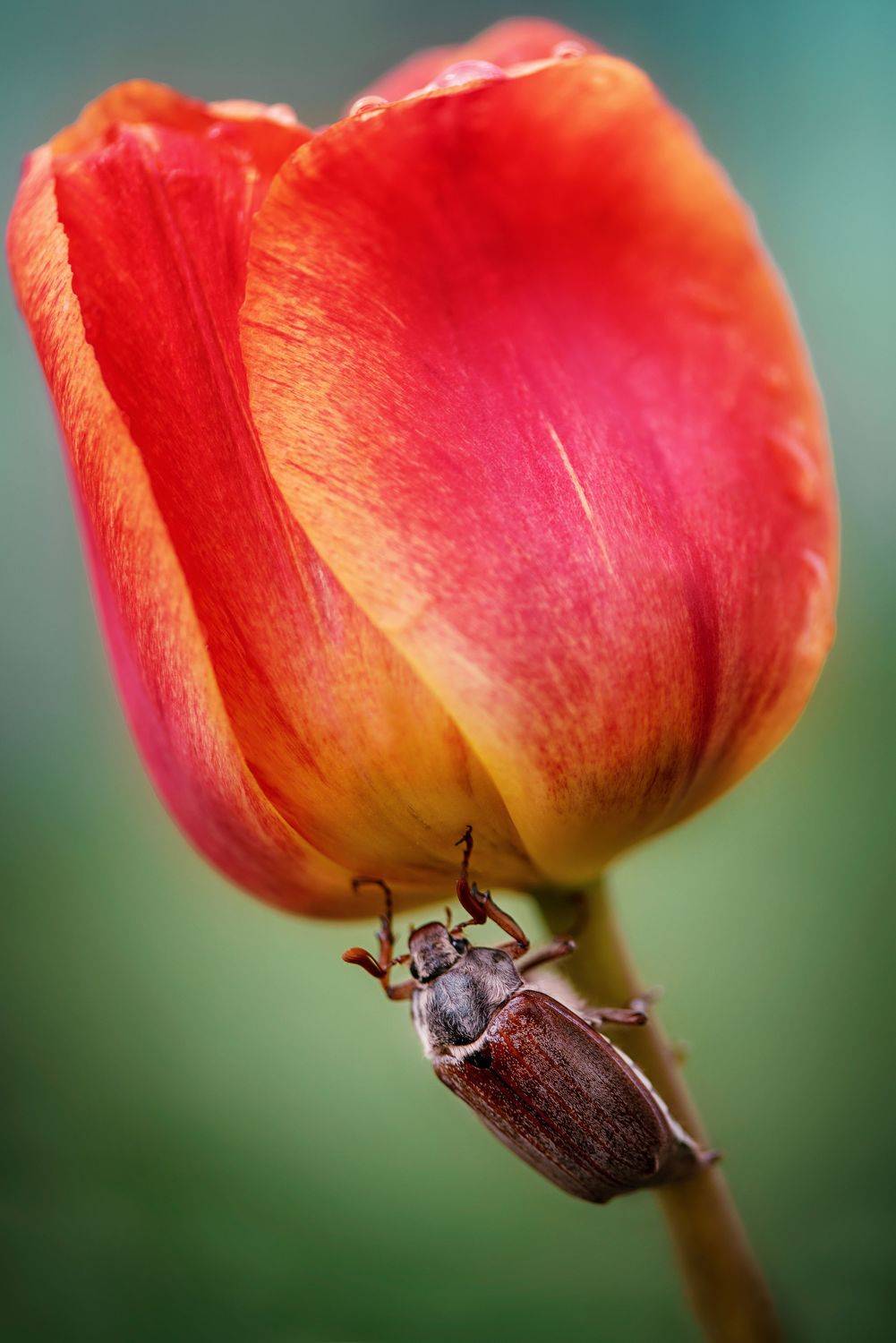 , Анастасия Думинская
