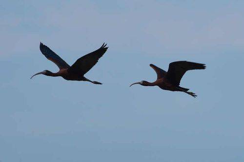 Plegadis falcinellus