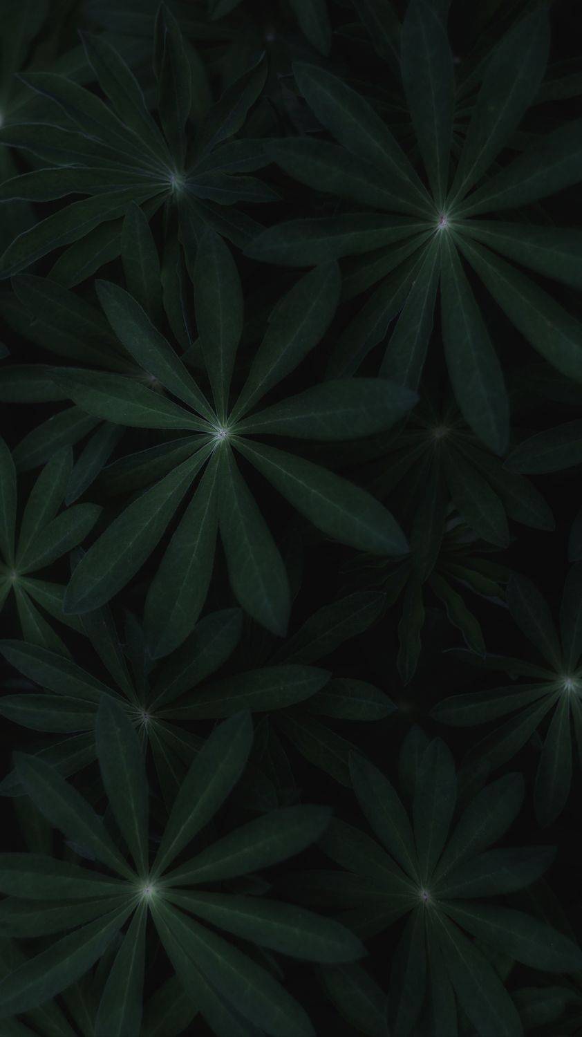 макро, весна, зелень, macro, helios, spring, Мария Обидина