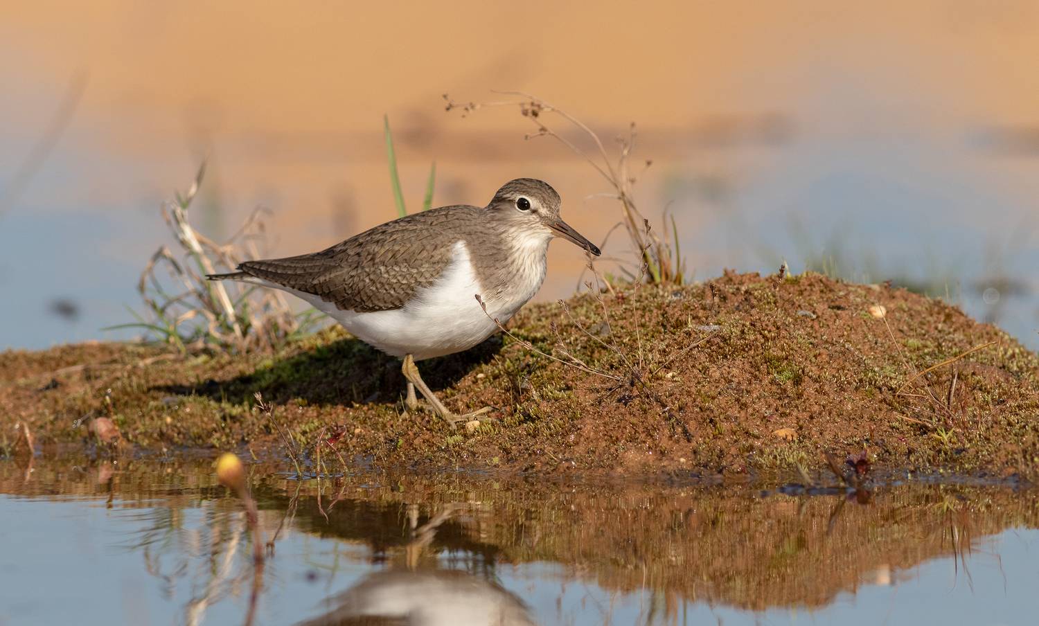 перевозчик, кулик, птица, фотоохота, птицы, birds,, Павел Краснослободцев