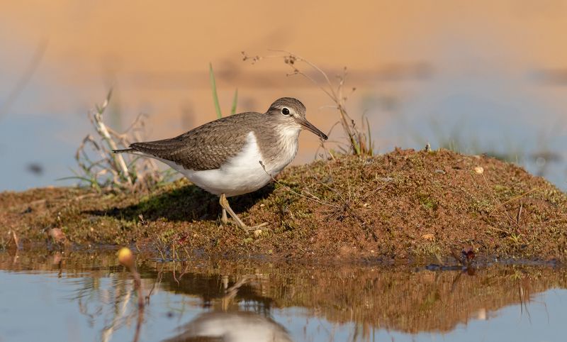 Перевозчик фото превью