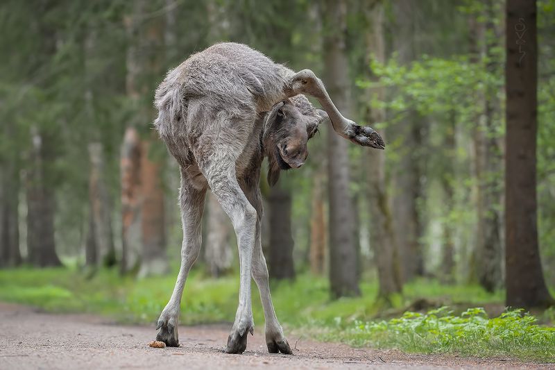 молодой лось я тебя так лучше вижу фото превью