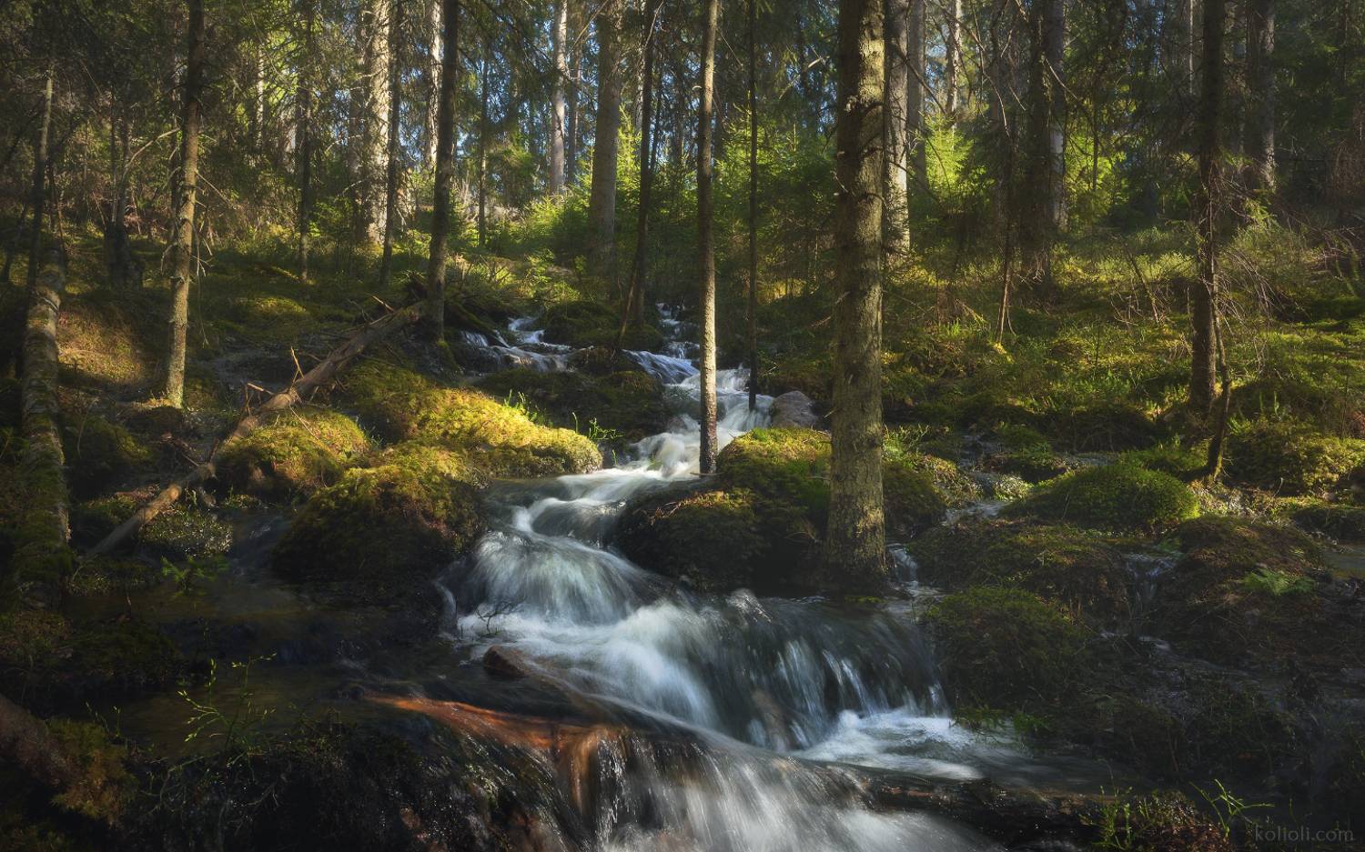 ленинградская область, выборгский район, лиетлахти, треугольное озеро, лес, лесной ручей, весна, Степаненко Николай