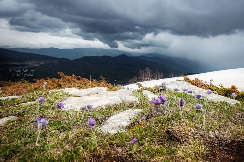 природа, горы, пейзаж, лагонаки, кавказ, весна, май Кавказский биосферный заповедник плато \