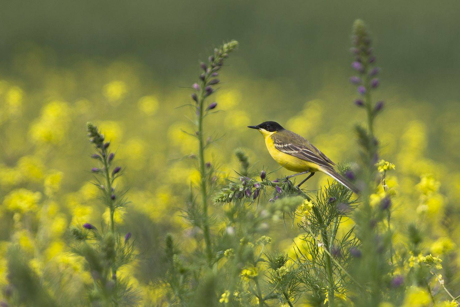 , Евгени Стефанов
