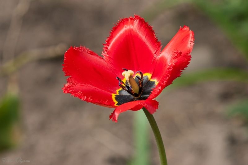 Одиночка... фото превью