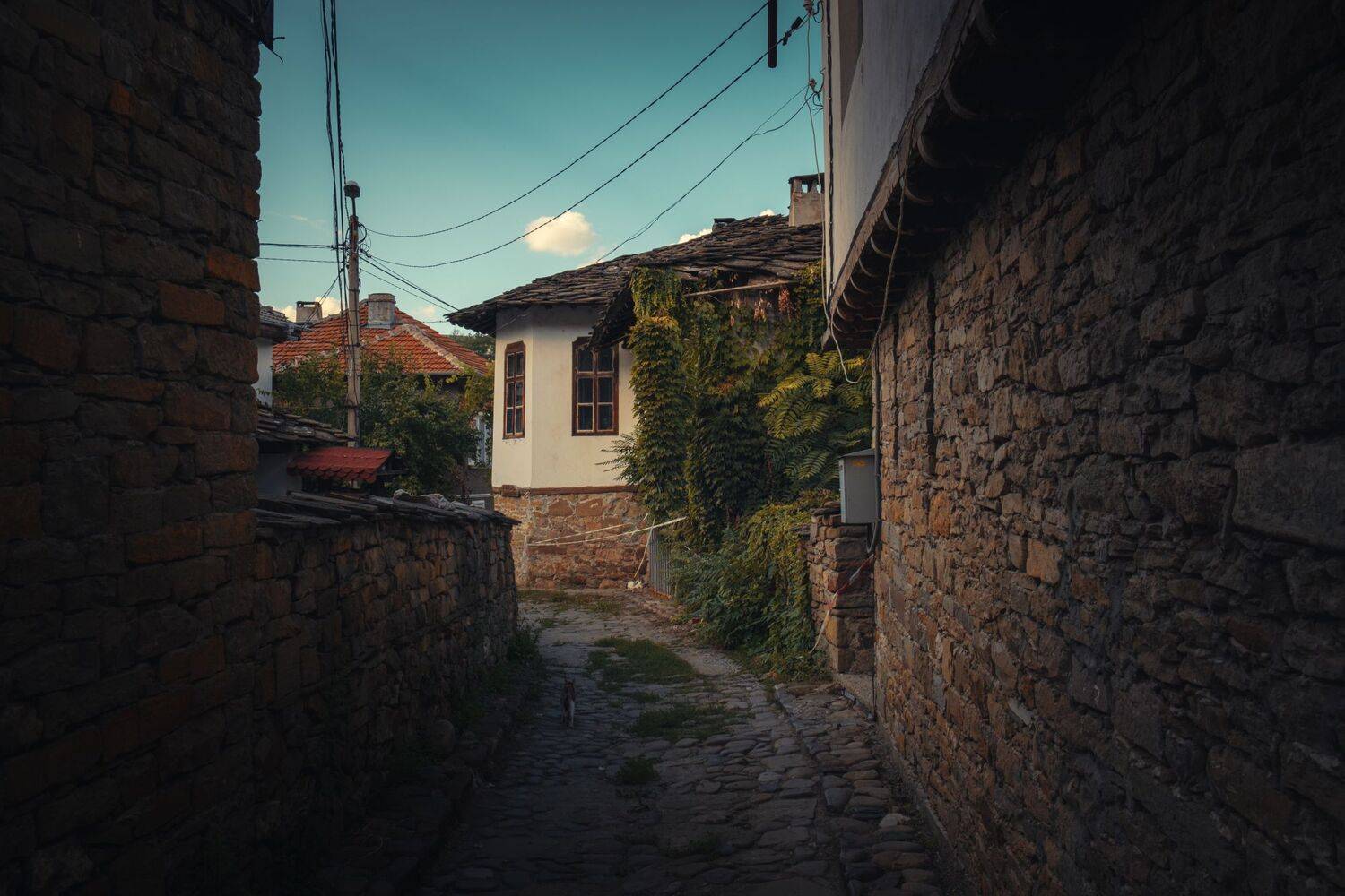 green,plant,exterior,light,dark,building,exterior,travel,cat,stone,street, Борислав Алексиев