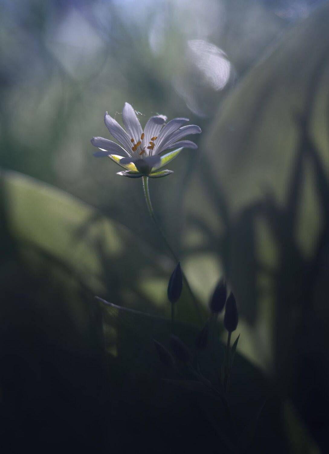 лес, свет, утро, природа, цветок, Баранов Олег