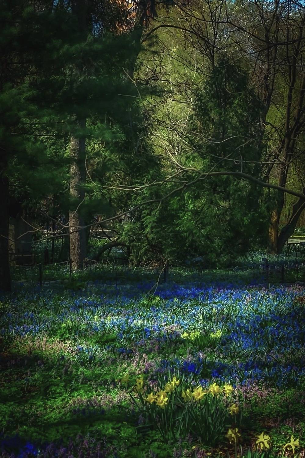весна, spring, природа, nature, landscape, пейзаж, цветы, flowers, Julia Kaissa