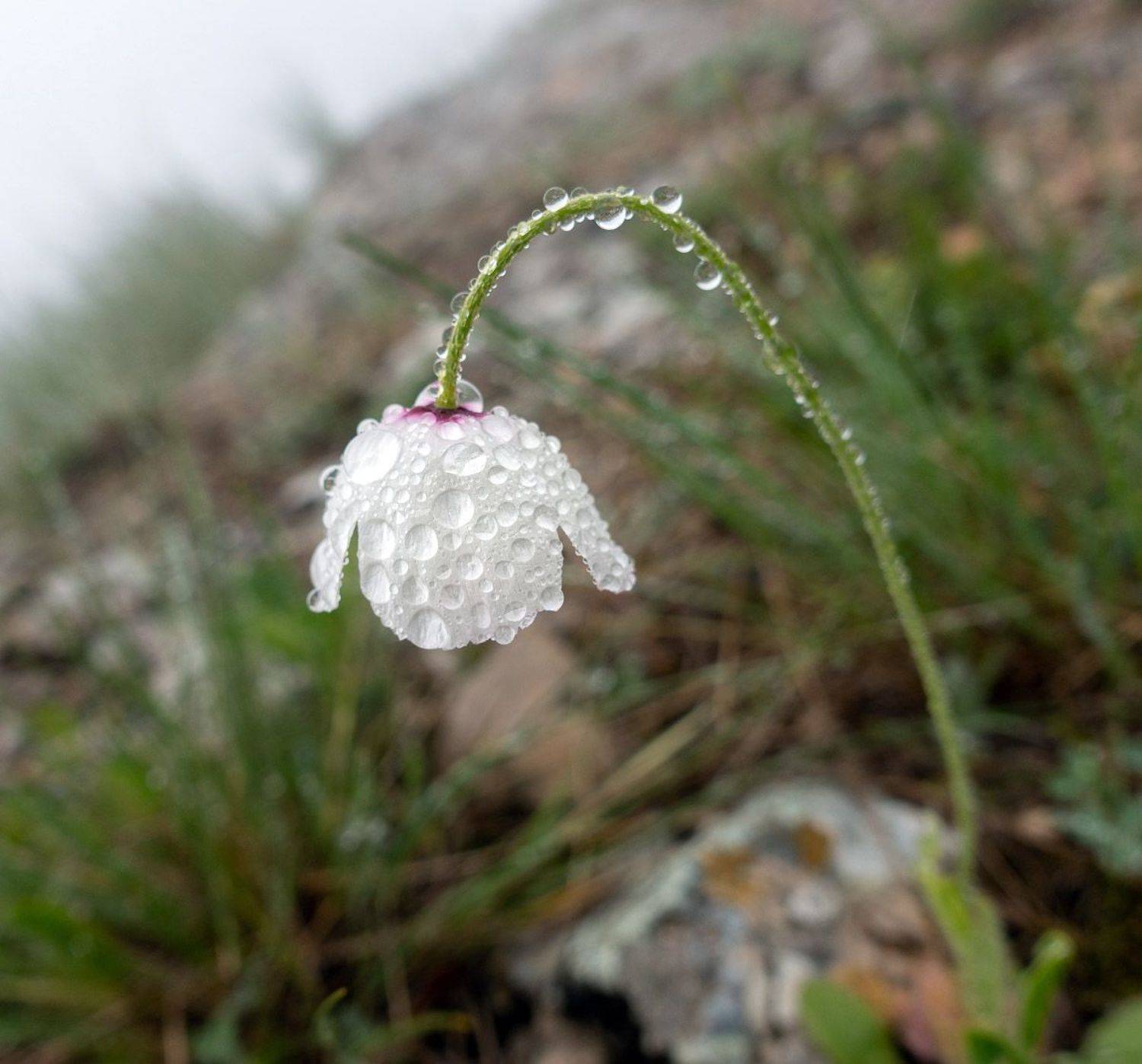 , Андрей Гусаченко