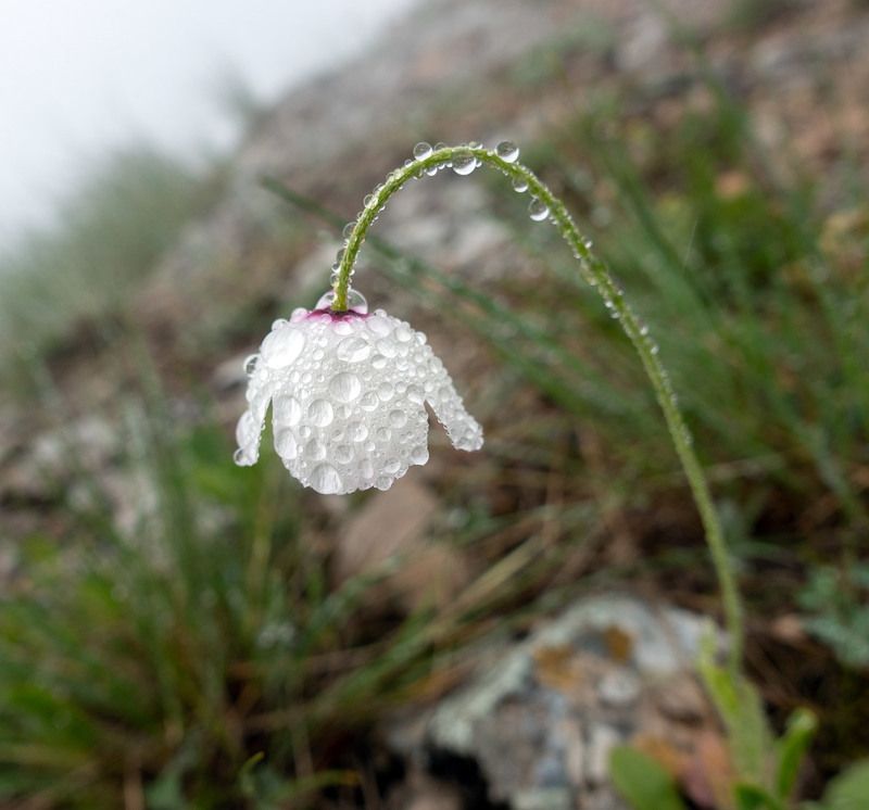 альбинос фото превью